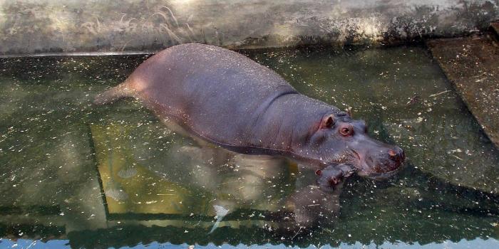 2560x1440 Baby Hippo Wallpaper 2560x1440, #16MR7Y5 - Picserio.com