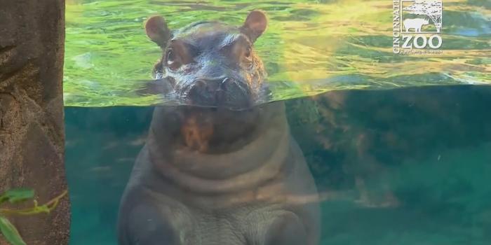 1920x1080 Baby Hippo Wallpapers - Top Free Baby Hippo Backgrounds