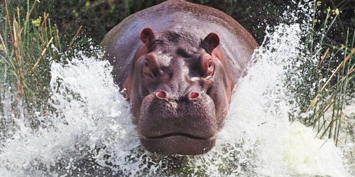 2500x1685 hippopotamus wallpaper | Animais, Belas criaturas, Animais selvagens