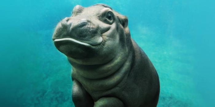 2560x1440 animals, Hippos, Baby Animals, Mammals Wallpapers HD / Desktop and