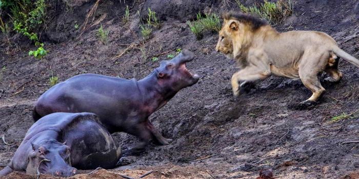 2048x1536 Baby hippo attacks hungry lion in attempt to save mother stuck in