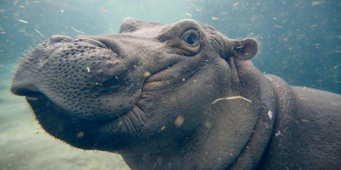 1600x900 Fiona The Famous Baby Hippo | National Geographic AU - National