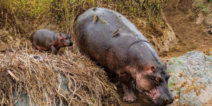 1920x1200 Tanzania, Hippo, Baby, Animals,hippopotamus,.jpg - The Wallpaper