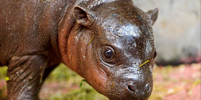 1920x1200 Baby Hippo HD Wallpaper #01411 | | wallpaperspick.com