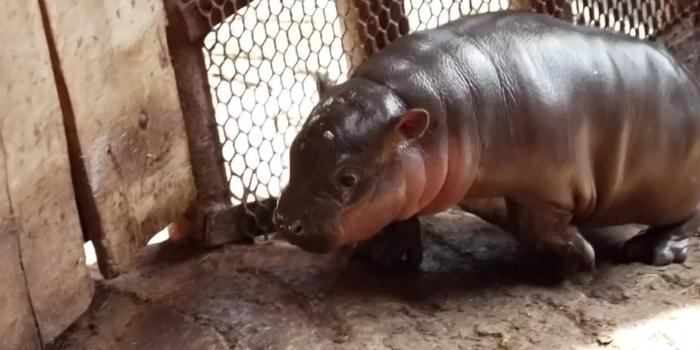 1920x1080 Hungary zoo debuts new baby pygmy hippo | WFLA