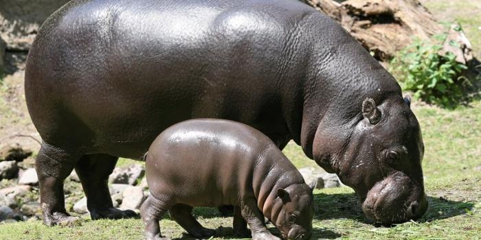1024x768 Baby hippos HD wallpapers free download | Wallpaperbetter