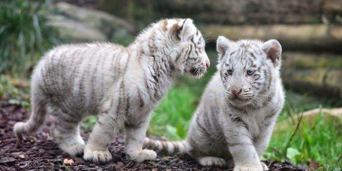 1920x1080 Cute Baby Tiger Wallpaper (68+ images)