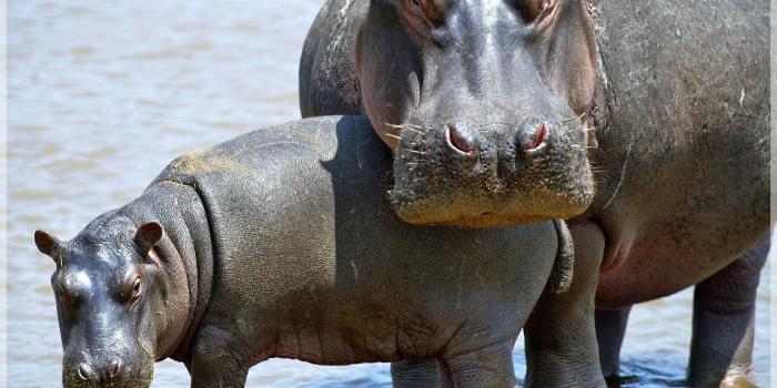 2048x1512 and hippopotamuses like me too | Hippopotamus, Cute hippo, Hippo