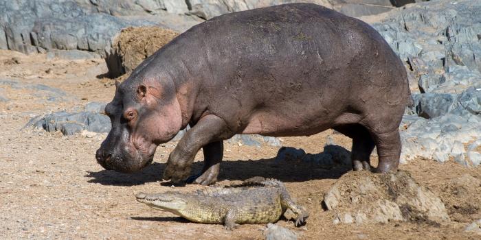 3250x2167 Black hippopotamus, animals, hippos, crocodiles, baby animals HD