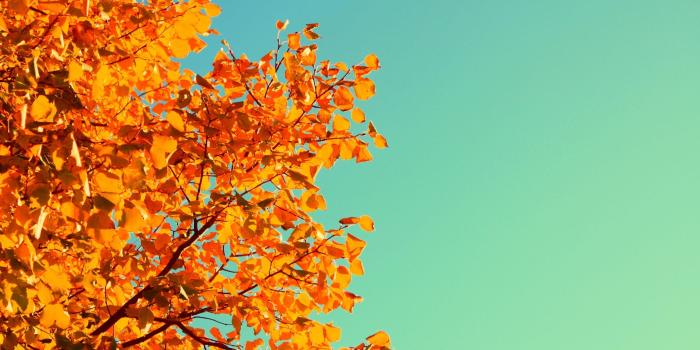 3554x1999 Vintage Autumn Colors Wallpapers