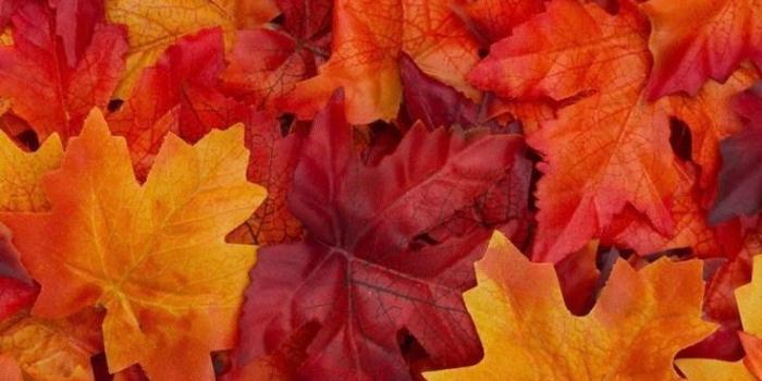 736x1309 autumn colors | Fall wallpaper, Orange wallpaper, Fall pictures