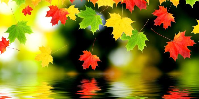2560x1920 Download, View, Colorful, Foliage, Autumn, Wallpaper,fall, Mobile