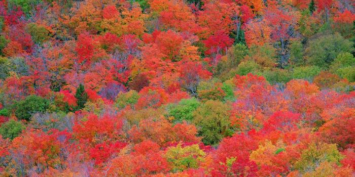 1680x1050 Fall Foliage Wallpaper | Fall leaves wallpapers - vivid foliage