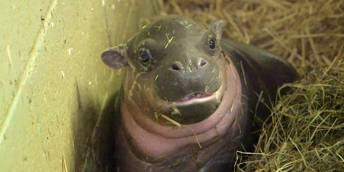 1600x900 Hippo wallpapers, Animal, HQ Hippo pictures | 4K Wallpapers 2019