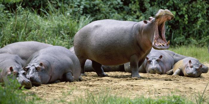 1920x1200 21744 hippo wallpaper