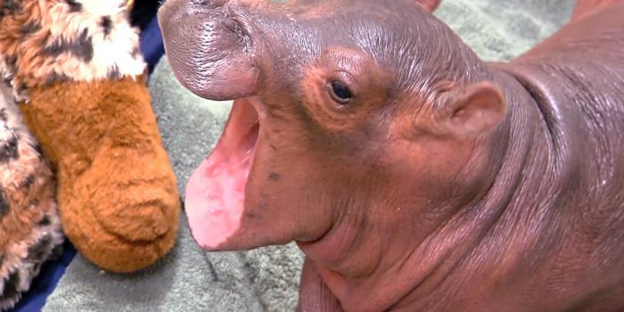 1600x900 Fiona The Famous Baby Hippo - National Geographic