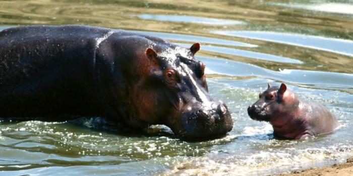 1024x768 Baby Animals Hd Hippo And In Water 132195 Wallpaper wallpaper