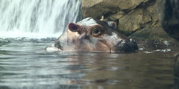 1920x1080 How baby hippo Fiona became a celebrity (2017) - CNN Video