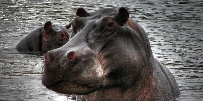 1600x1200 Download hippopotamus Wallpaper | Hippopotamus, Animals beautiful