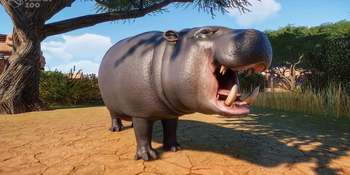 1920x1080 First look at the Pygmy Hippopotamus! : PlanetZoo