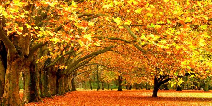 1920x1200 Fall Colors Wallpapers - Top Free Fall Colors Backgrounds