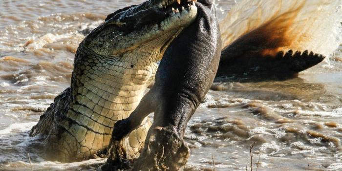 1840x1227 Croc eats baby hippo - Mirror Online