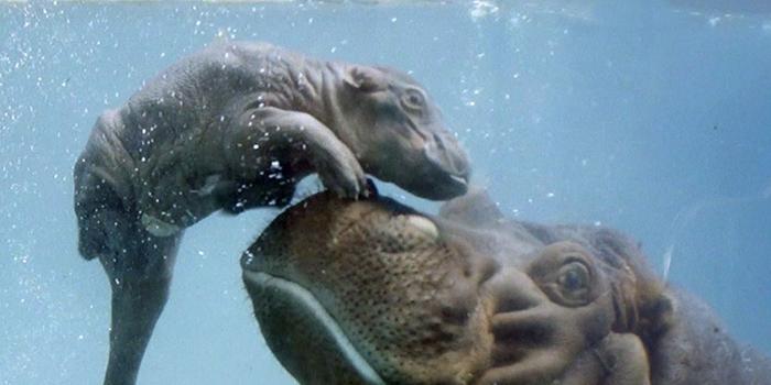 1920x1080 Watch Baby Hippo Learn How to Swim