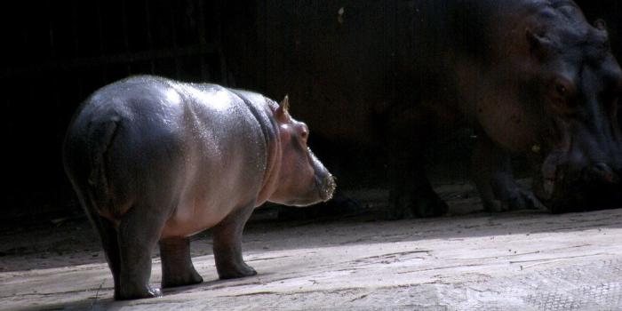 1024x768 Baby Hippo & It's Mother in the Background | Anurag Rastogi