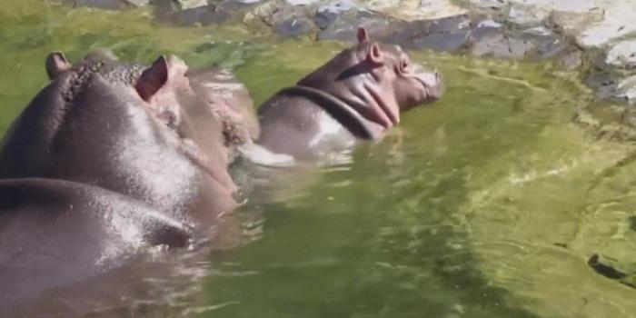 1920x1080 Baby hippo takes his first swim at a Belgian zoo | rocketcitynow.com