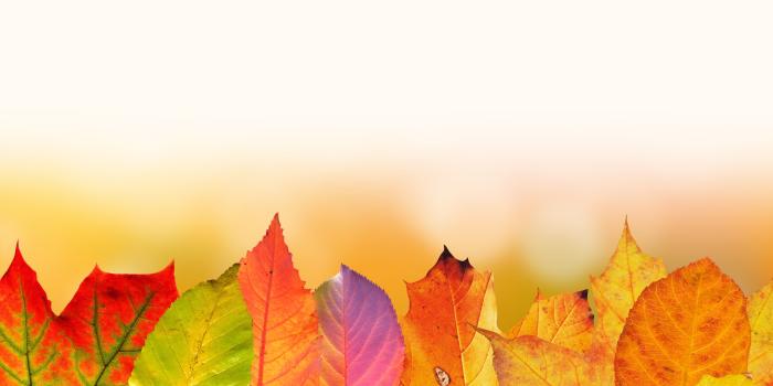 3840x2715 autumn #leaves #colorful #fall foliage #fall color 4k wallpaper