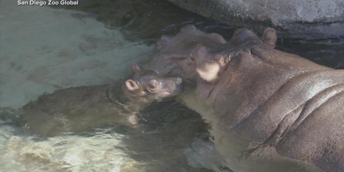 1600x900 Help 'GMA' name the San Diego Zoo's new baby hippo - ABC News