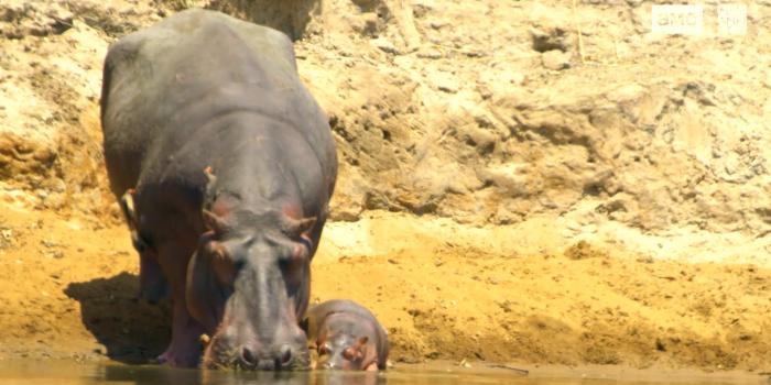 1920x1080 Baby Hippo Takes a Swim | Seven Worlds, One Planet | BBC America