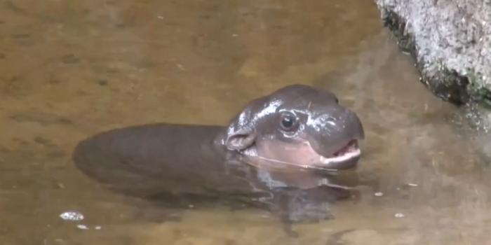 1920x1080 Baby pygmy hippo swims for the first time - The Washington Post