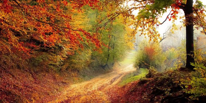 1920x1080 Fall Colors Wallpapers - WallpaperBoat