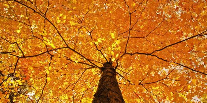 1244x700 Nature trees leaves color yellow autumn fall seasons foliage