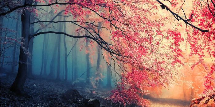 1922x1082 Forest Fall Colors - VIP Wallpaper | HD Wallpapers