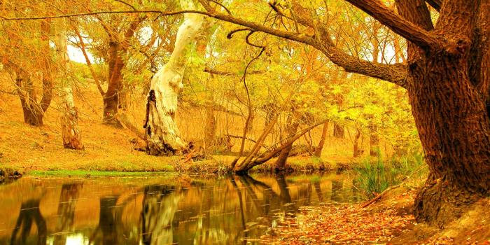 2560x1440 Yellow autumn tree wallpaper | 2560x1440 | #32579