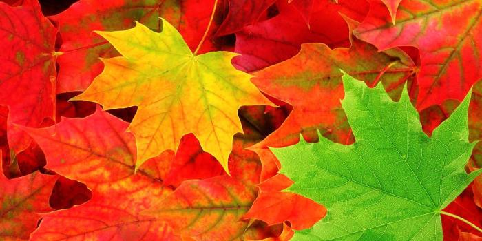 1504x1128 Fall, Leaf, Png, Wallpaper, Amazing, Colorful, Artworks, Classic