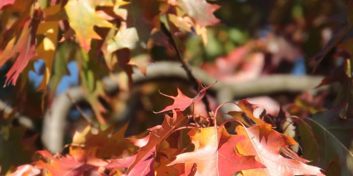 910x1365 HD wallpaper: autumn, foliage, in the fall, colored, colorful