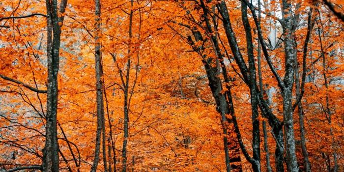 938x1668 Wallpaper Autumn, Path, Foliage, Forest, Trees, Autumn - Fall