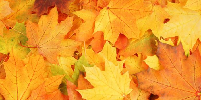 2560x1600 Autumn Season Yellow Maple Leaves Fall Wallpaper Background - Fall