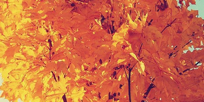 1080x1920 Colorful Autumn Tree Leaves iPhone 8 Wallpapers | Iphone wallpaper