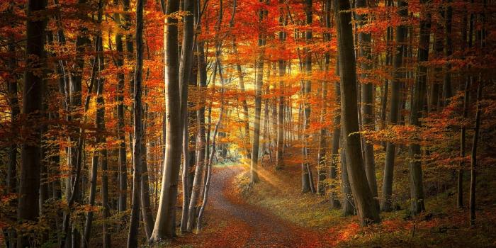 2500x1563 fall, Path, Forest, Sun Rays, Nature, Leaves, Trees, Sunrise