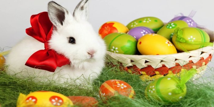 2880x1800 Easter Bunny Rabbit Desktop Wallpaper Free Hd