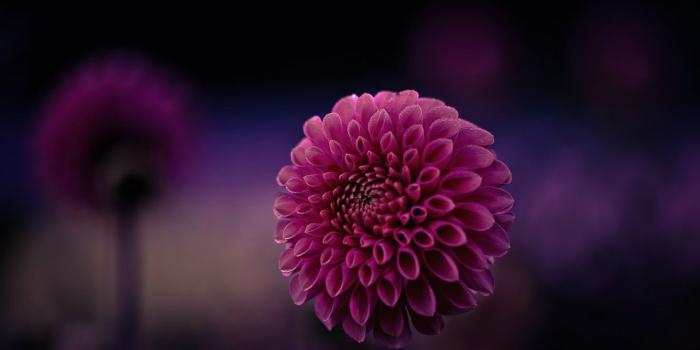 1332x850 Wallpaper flower, purple, macro, background, focus, petals