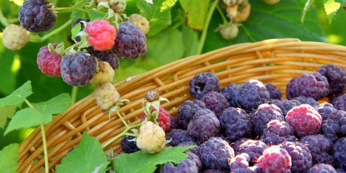 2979x4317 Pin on Veggie Garden/Potager