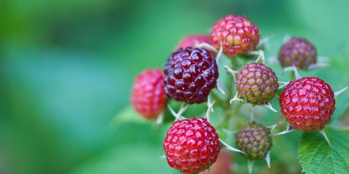 1920x1200 Red and purple berries HD wallpaper | Wallpaper Flare