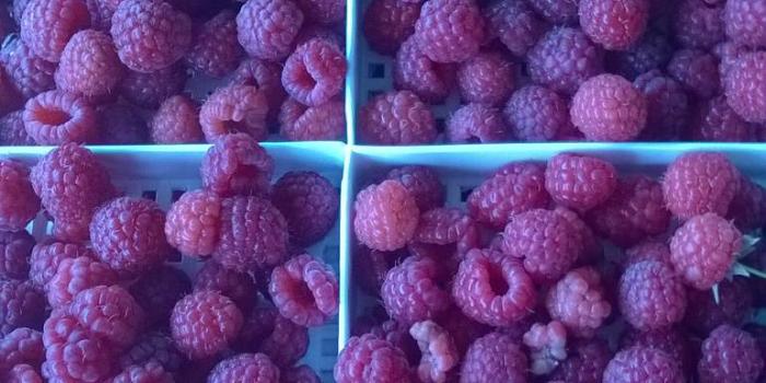 770x1280 raspberries wallpaper by adazenovia - 01 - Free on ZEDGE™