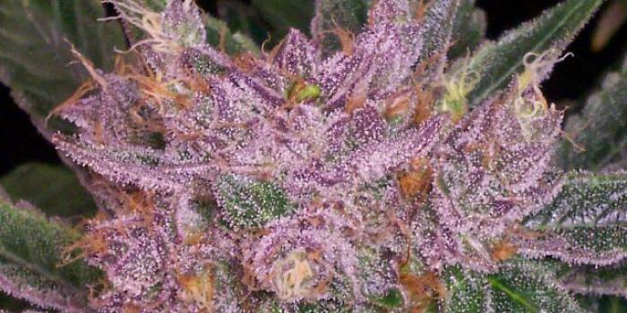 2560x1440 Free download Purple Medical Bud 2560x1440 HD Weed Wallpapers