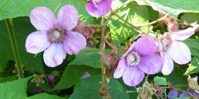 1024x768 Purple Flowering Raspberry - Hartmann's Plant Company | Wholesale